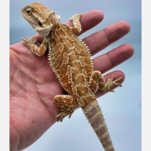 Red Highlight Bearded Dragon (Stock BDM27)