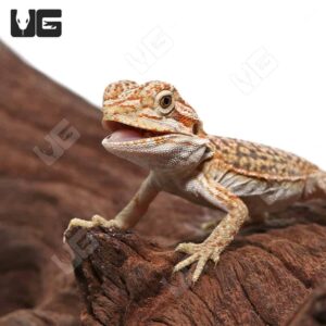 Alternative view of Baby Citrus Dunner Leatherback Bearded Dragon (4 – 5”)