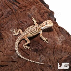 Baby Citrus Dunner Leatherback Bearded Dragon (4 – 5”)