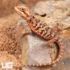 Baby Inferno Silky Bearded Dragon