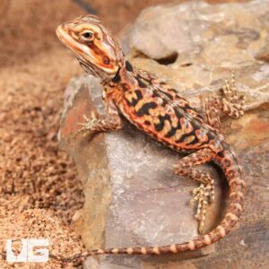 Baby Inferno Silky Bearded Dragon