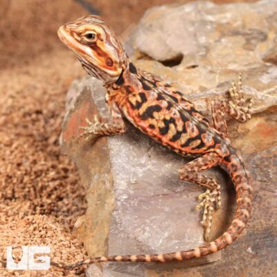 Baby Inferno Silky Bearded Dragon