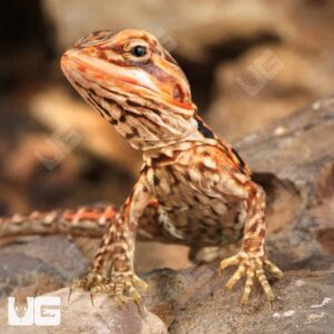 Alternative view of Baby Inferno Silky Bearded Dragon