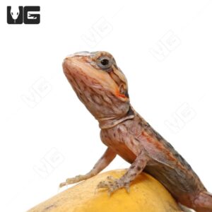 Alternative view of Translucent Silky Bearded Dragon (4-5′”)