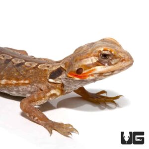 Alternative view of Citrus Silky Bearded Dragon
