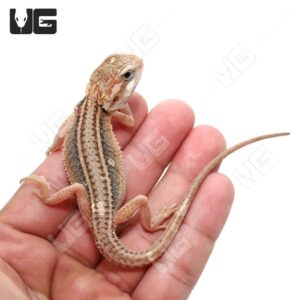 Alternative view of Baby Pied Genetic Stripe Translucent Bearded Dragon