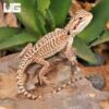 Baby Genetic Stripe Leatherback Bearded Dragon (4 – 5″)
