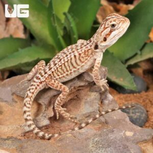 Baby Genetic Stripe Leatherback Bearded Dragon (4 – 5″)