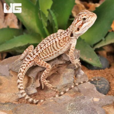 Baby Genetic Stripe Leatherback Bearded Dragon (4 – 5″)