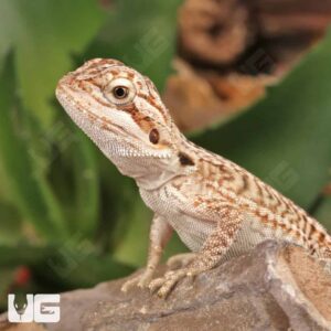 Alternative view of Baby Genetic Stripe Leatherback Bearded Dragon (4 – 5″)