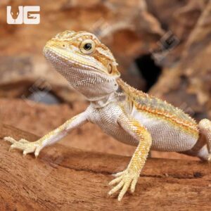 Alternative view of Hypo Dunner Bearded Dragon