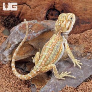 Hypo Dunner Bearded Dragon