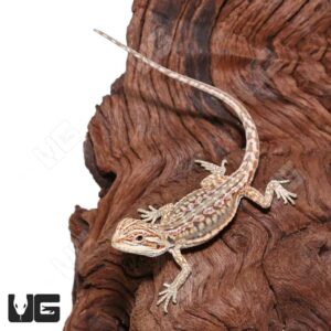 Alternative view of Hypo Inferno Leatherback Dunner Bearded Dragon